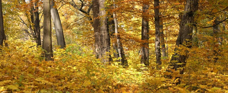 Autumn forest landscape