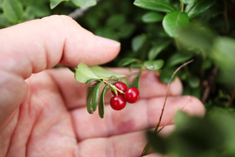 Autumn forest lingonberry, bush berry close up