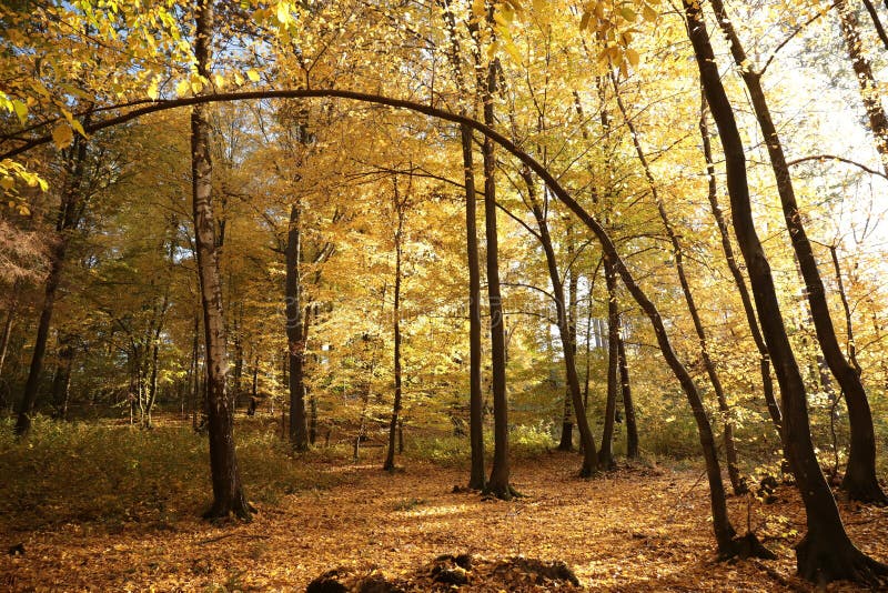 autumn forest lit by the setting sun golden leaves of trees in highlighted late october poland