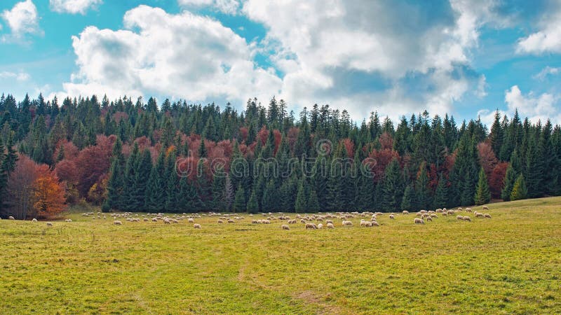 Jesenná lesná lúka, v diaľke pasúce sa stádo oviec, pozadie ihličnatých stromov typická slovenská krajina liptovska