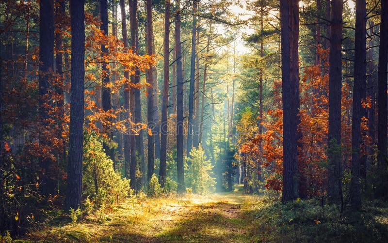 Autumn Forest Nature A manhã vívida na floresta colorida com sol irradia através dos ramos das árvores Cenário da natureza com lu