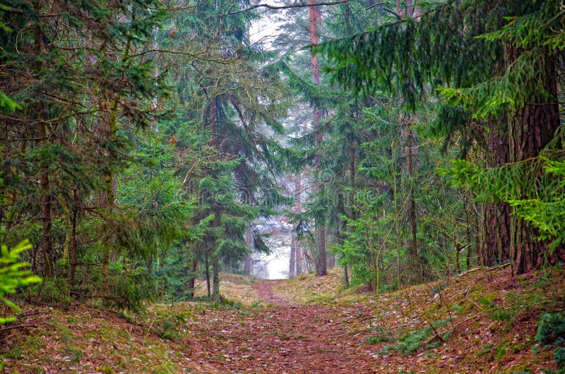 Autumn Forest Path stock image Autumn Forest Path stock image