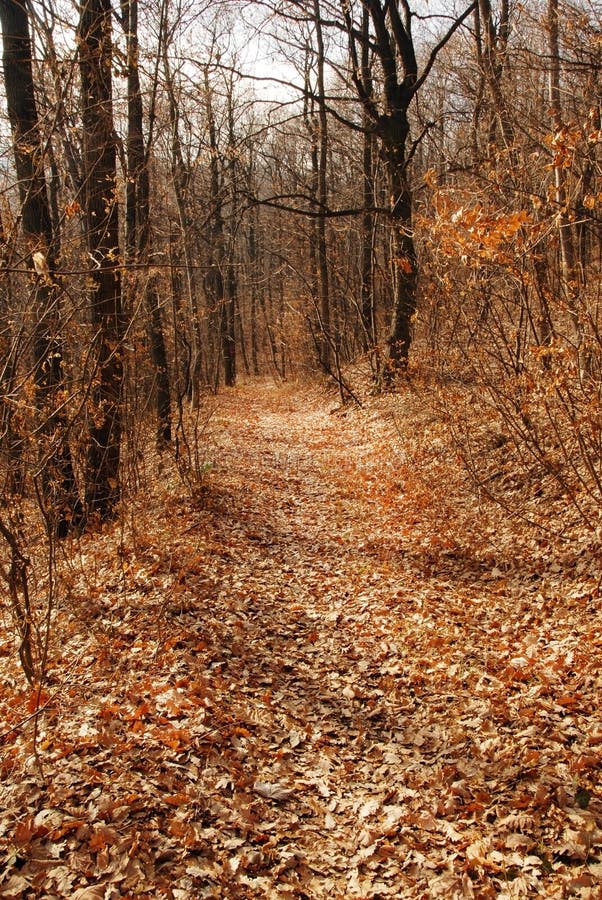 Autumn forest path