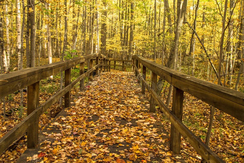 Autumn Forest Path