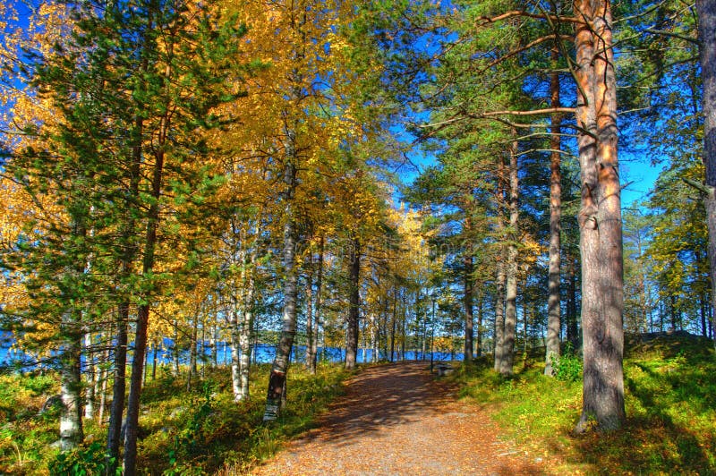 Jeseň lesnú cestu s padajúcimi zlaté lístie.