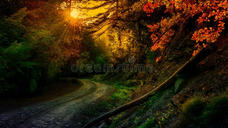 Autumn forest royalty free stock photos