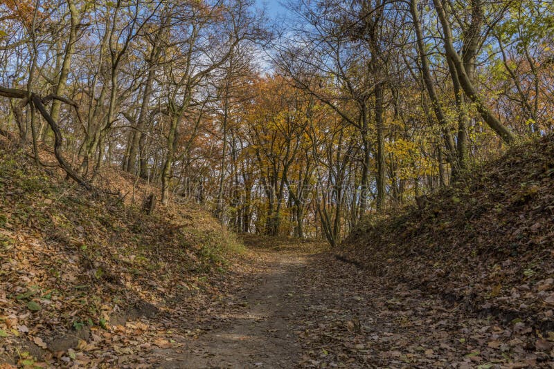 Autumn forest path in sunny day