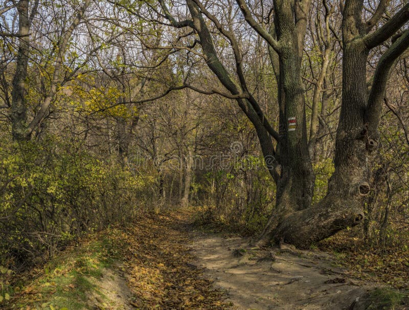 Autumn forest path in sunny day