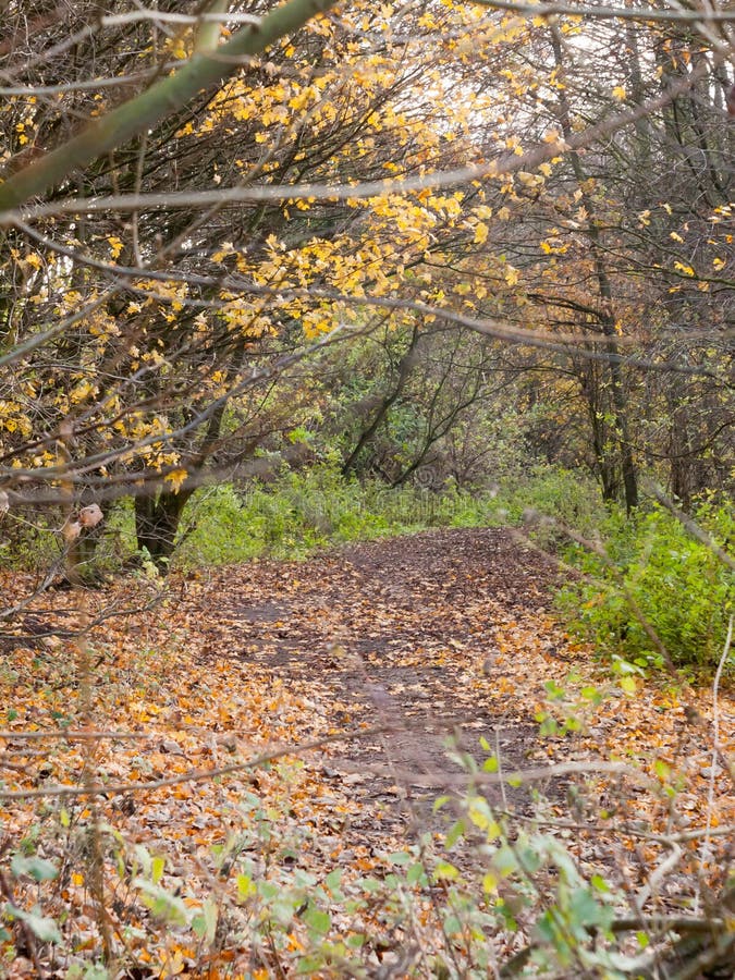 Autumn Forest Path Walkway Through Dark Way Yellow Leaves Ground Stock