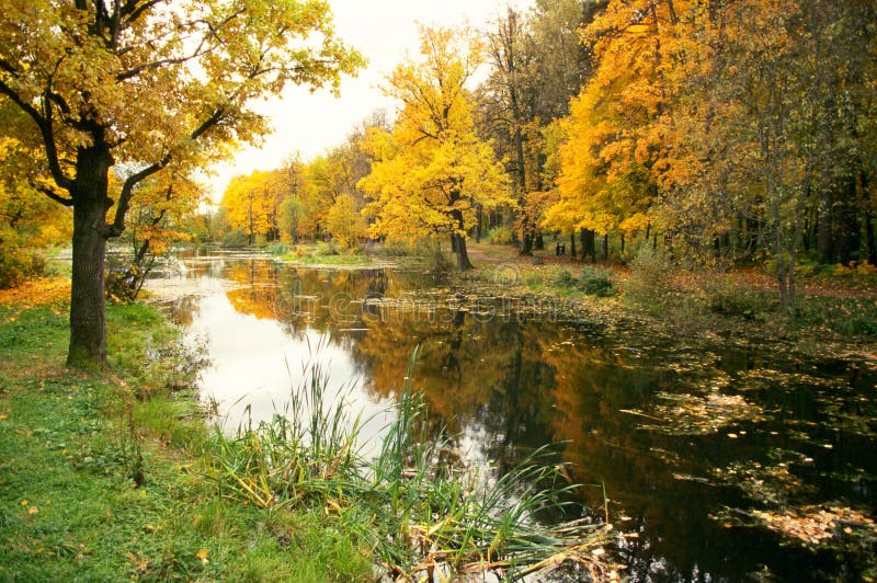 Autumn forest and the pond