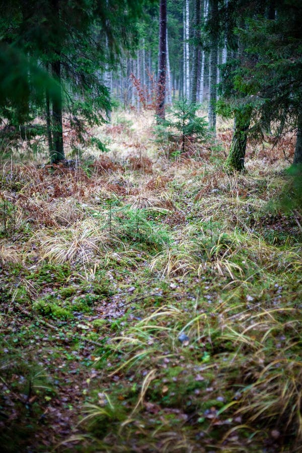 Autumn forest after the rain with wet foliage and shallow depth