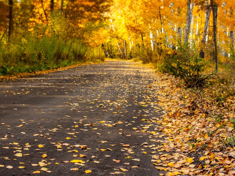 Autumn forest road with gold leaves - landscape