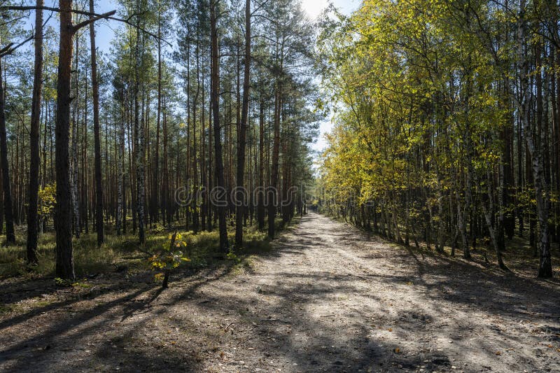 Autumn forest scene with sunlight filtering through trees stock photography