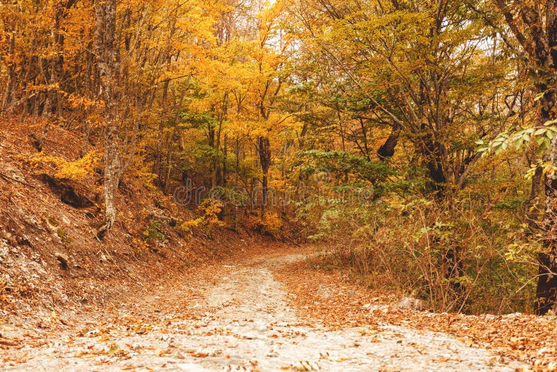 Autumn Forest Scenery with Road of Fall Leaves, Warm Light Illumining ...