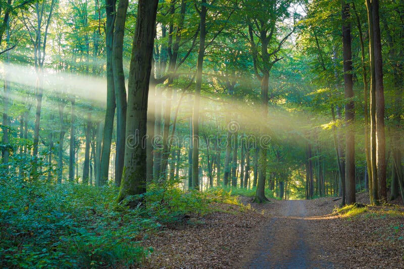 Autumn in a forest with sun and fog