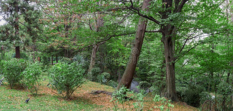 Autumn forest