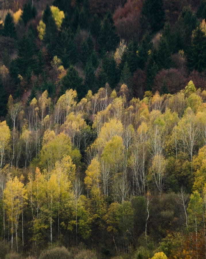 Autumn forest textures - in the Slovakian mountains