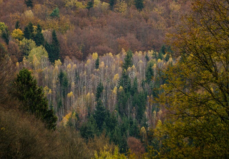 Autumn forest textures - in the Slovakian mountains