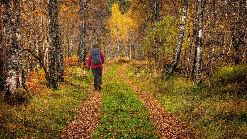 Glen Affric in autumn stock photo. Image of colors, fall - 22595396