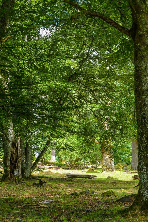 Autumn forest and trees stock photo. Image of organic - 100725044