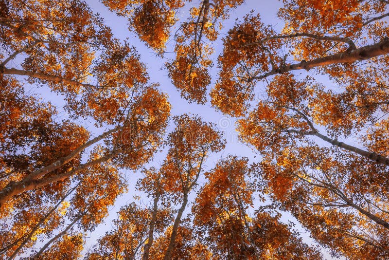 Autumn forest. Trees pattern. Looking up the blue sky stock photography Autumn forest. Trees pattern. Looking up the blue sky stock photography