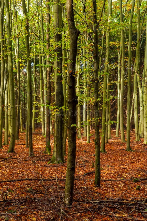 Autumn Forest