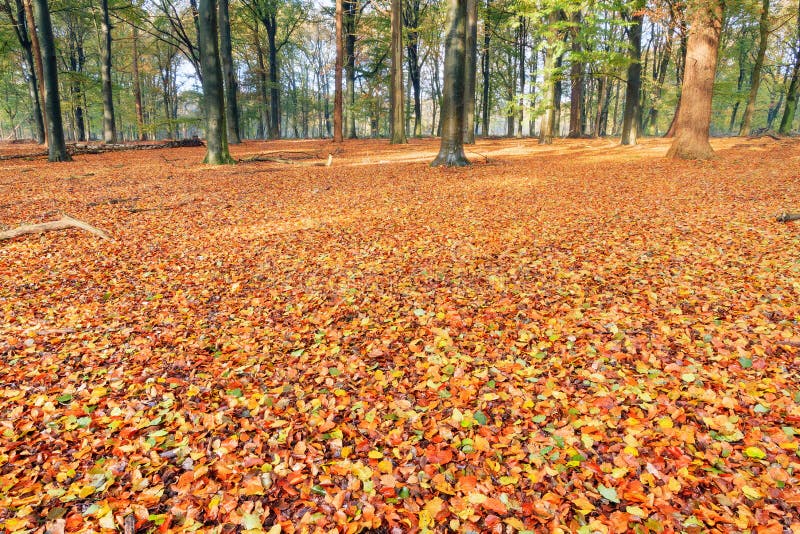Herfstbosbodem stock foto