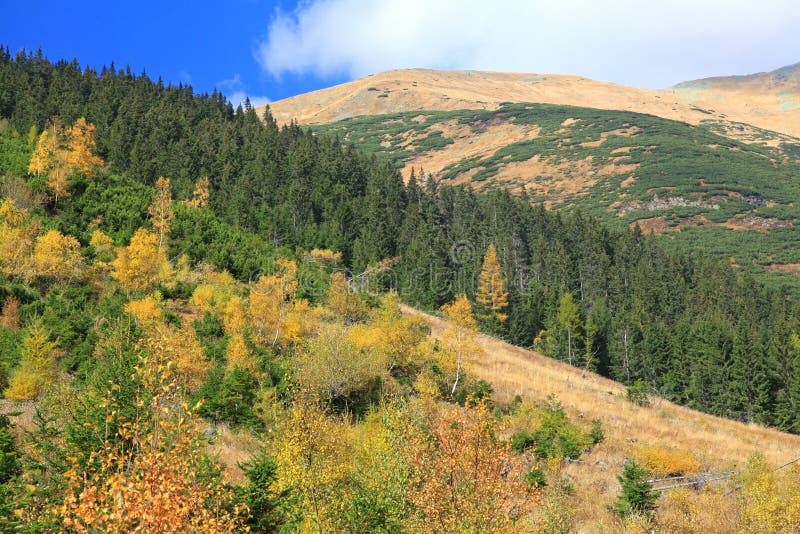 Autumn forest at Ziarska dolina - valley in High Tatras, Slovakia