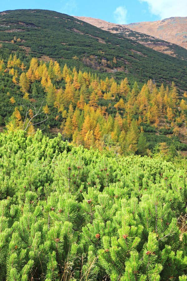 Autumn forest at Ziarska dolina - valley in High Tatras, Slovakia