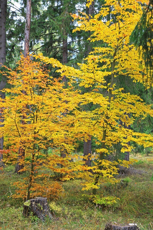 Autumn forest at Ziarska dolina - valley in High Tatras, Slovakia