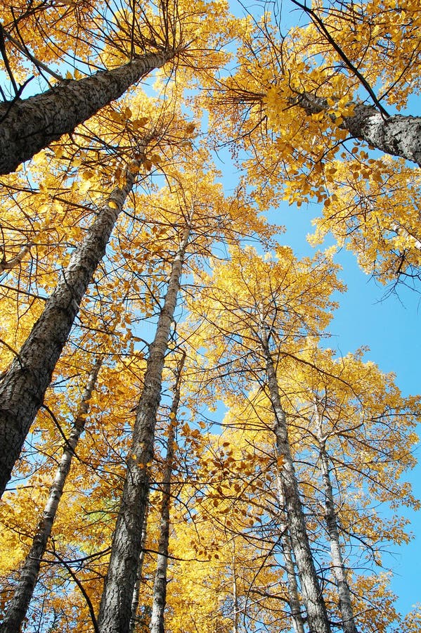 Autumn forests