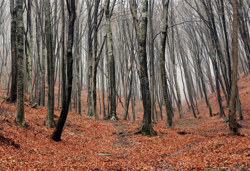 Autumn Forrest brumeux image libre de droits Autumn Forrest brumeux image libre de droits