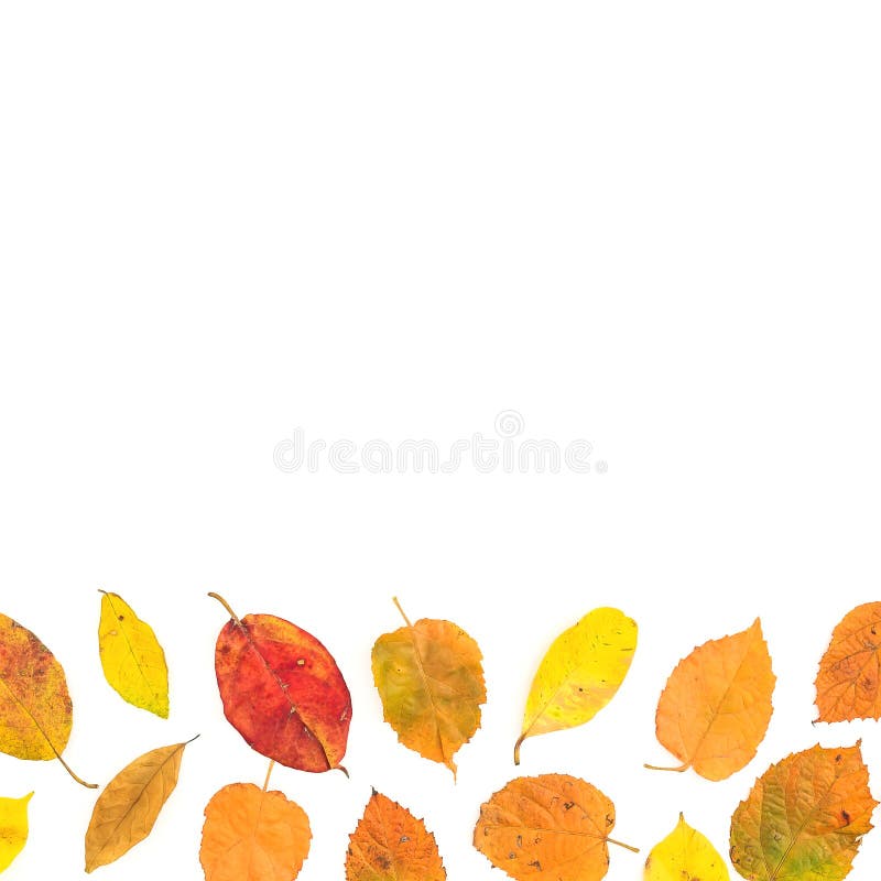 Autumn frame of colorful fall tree leaves on white background. Flat lay, top view