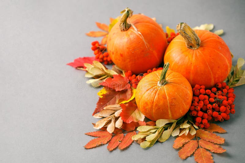 Autumn frame with dry leaves, natural and decorative pumpkins composition on gray background, seasonal halloween, thanksgiving royalty free stock image Autumn frame with dry leaves, natural and decorative pumpkins composition on gray background, seasonal halloween, thanksgiving royalty free stock image