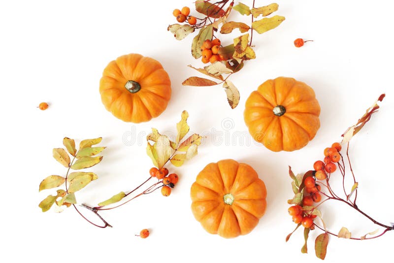 Autumn frame made of little orange pumpkins, rowanberries and colorful leaves isolated on white table background. Fall