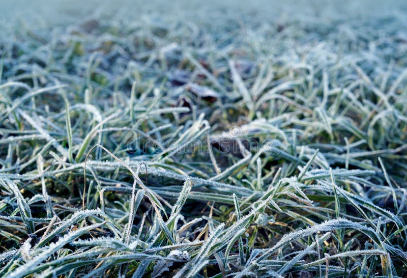 Autumn, frosty grass in morning