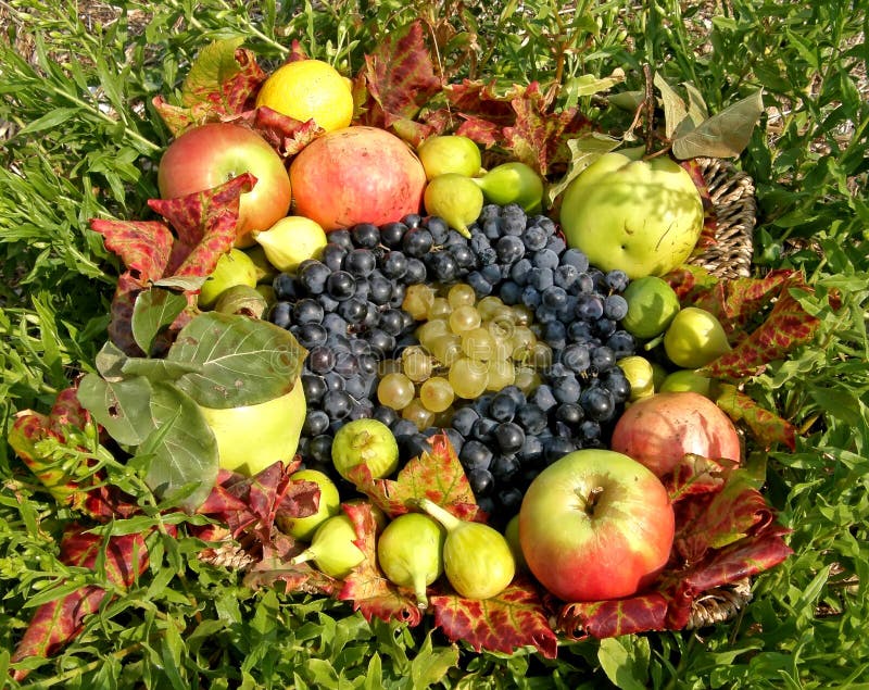 Autumn fruit basket