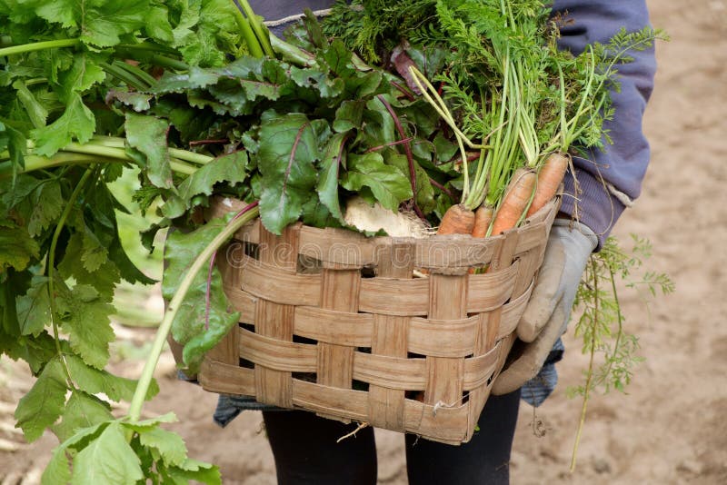 Autumn garden harvest