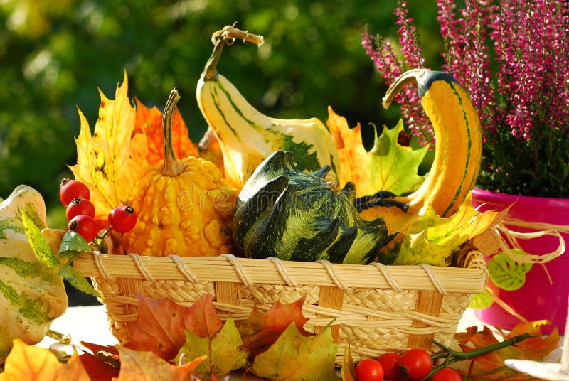 Cesto pieno di autunno colorato giardino di raccolta.