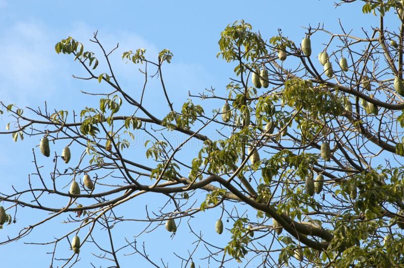 Looking Up At The New Leaves And Pods Of A Ceiba Speciosa Or Floss Silk Tree Stock Image Image Of Nature Ceiba Looking Up At The New Leaves And Pods Of A Ceiba Speciosa Or Floss Silk Tree Stock Image Image Of Nature Ceiba