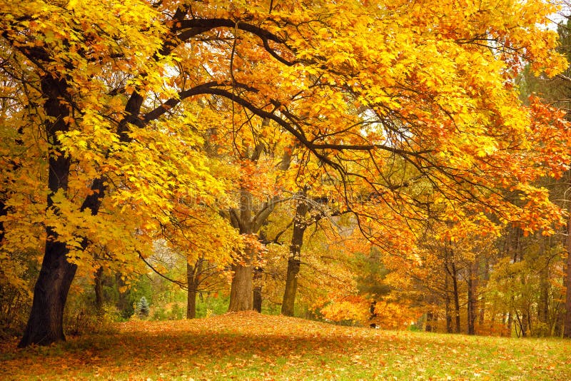 Autumn / Gold Trees in a park