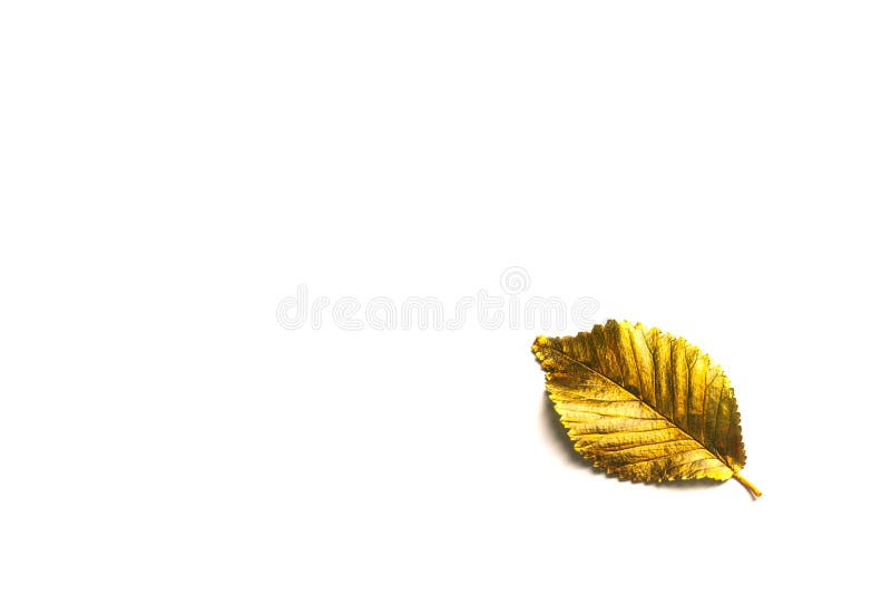 Autumn golden Leaf with copy space