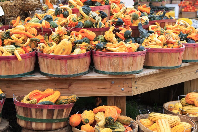 Autumn Gourds