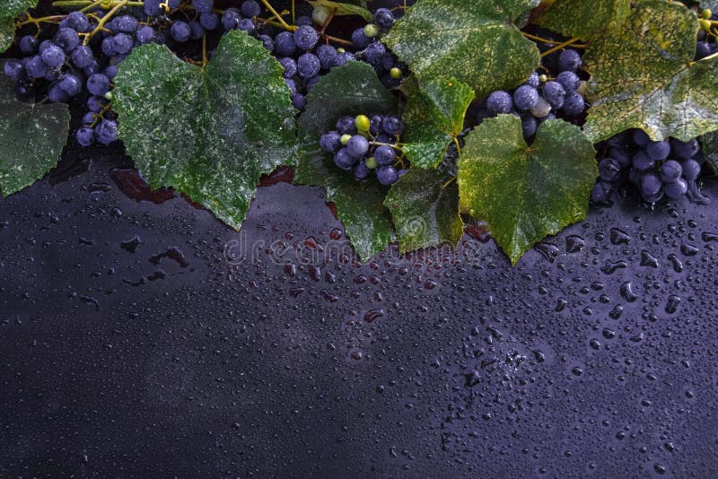 Autumn grape dew royalty free stock images Autumn grape dew royalty free stock images