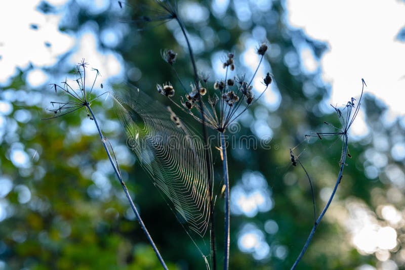 Jesenná tráva sa ohýba na tmavom pozadí s pavučinou