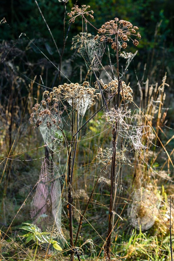 Jesenná tráva sa ohýba na tmavom pozadí s pavučinou