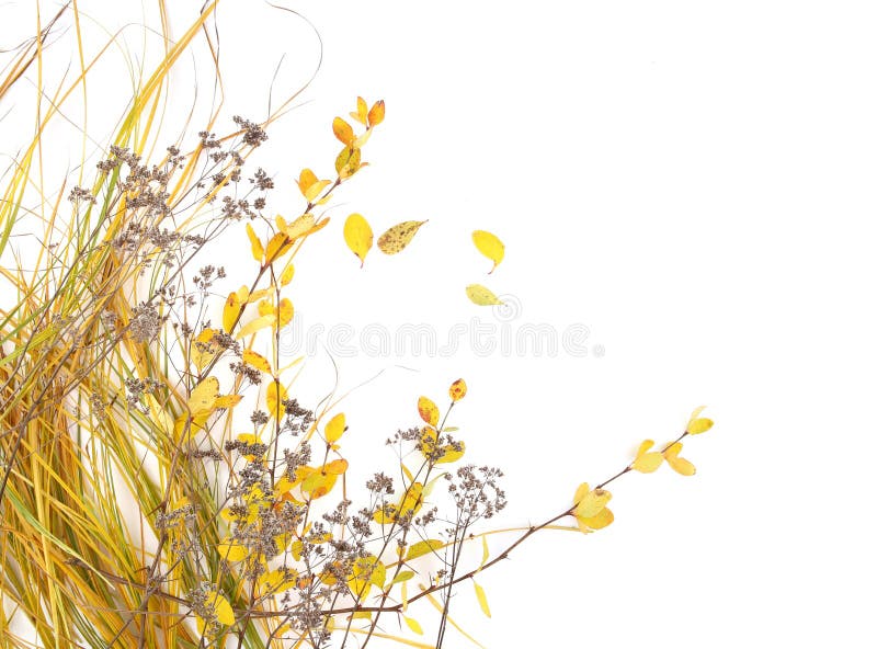Autumn grass and leaves isolated on white background. Colorful autumn wild field grass and branches with leaves