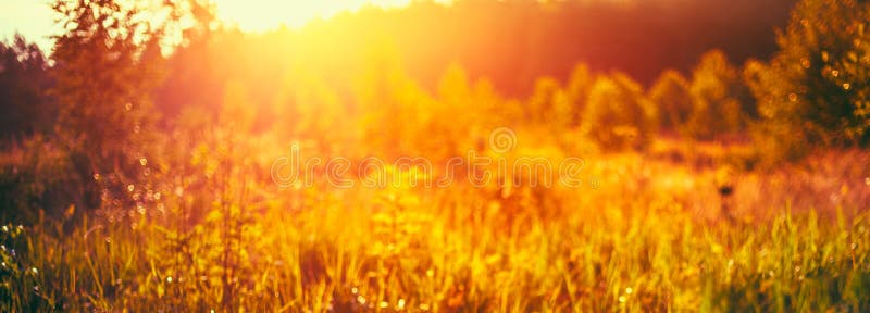 Autumn Grass Meadow Close-Up With Bright Sunlight