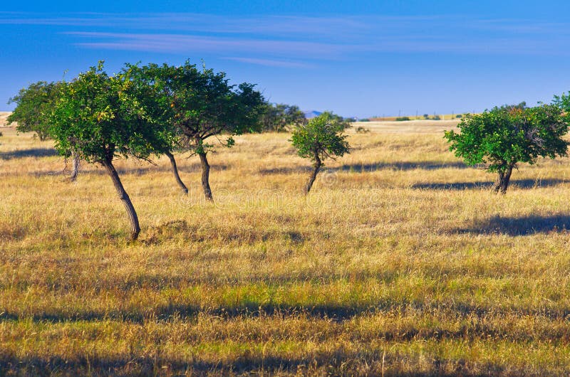 Autumn grassland