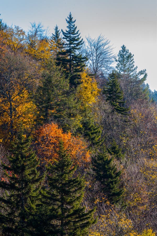 Autumn in the Great Smoky Mountains. Autumn Color in the Great Smoky Mountains National Park, North Carolina stock image Autumn in the Great Smoky Mountains. Autumn Color in the Great Smoky Mountains National Park, North Carolina stock image